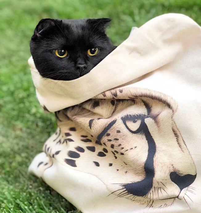 pp电子·模拟器(试玩游戏)官方网站