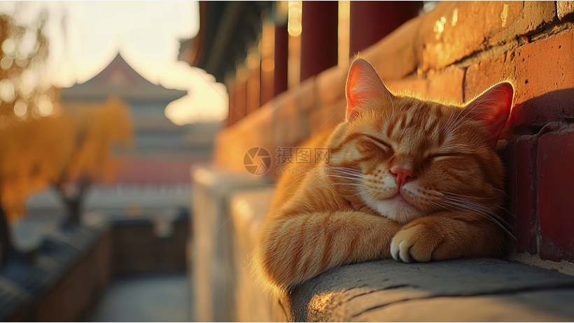 萌萌的铁拳——提防动物危险